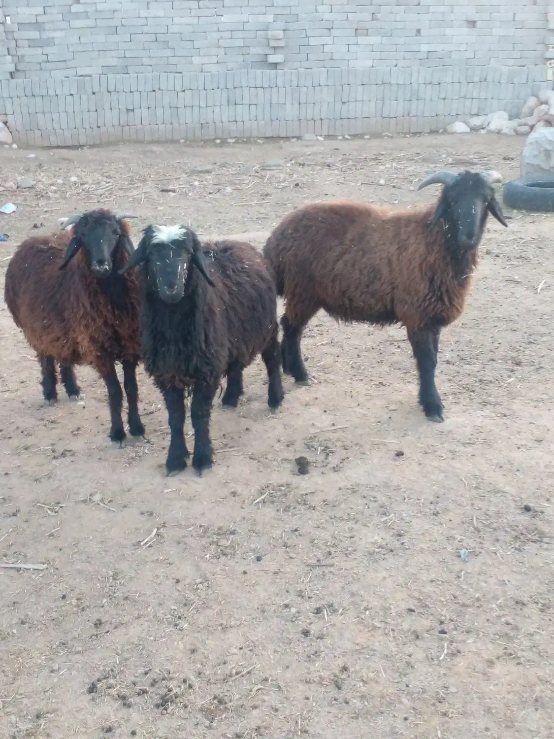 ۳ راس بره|حیوانات مزرعه|داراب, |دیوار