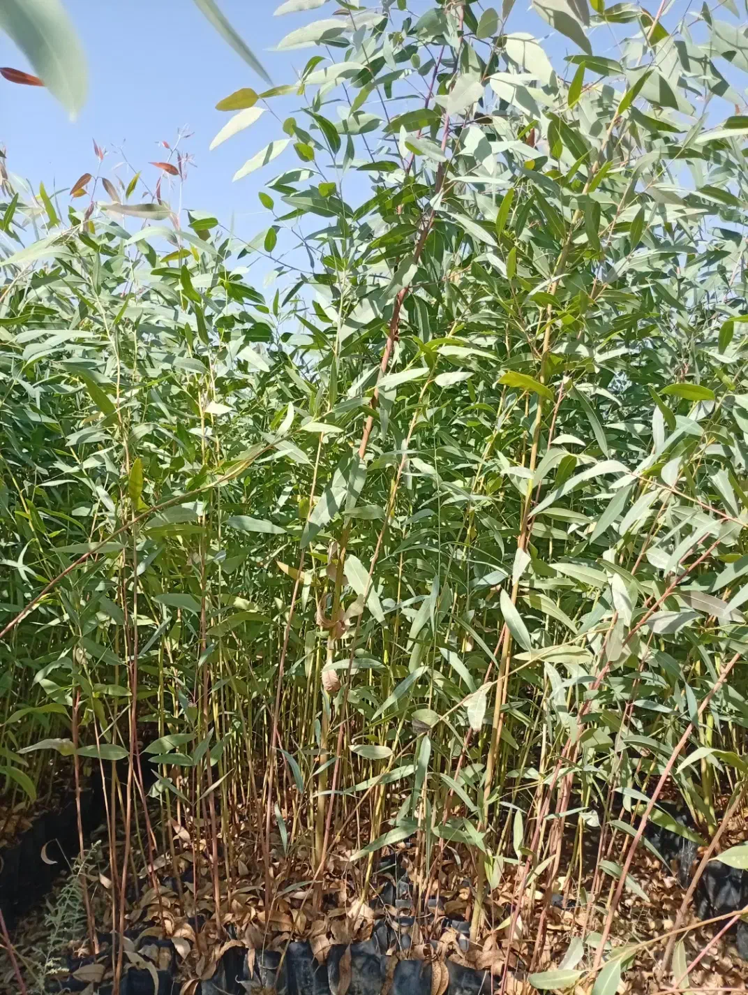 اکالیپتوس تک و عمده|خدمات باغبانی و درختکاری|شوشتر, |دیوار