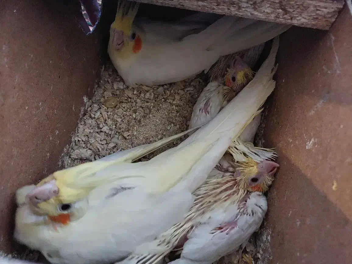 عروس لوتینو زعفرونی با سه تا جوجه و چهارتخم|پرنده|مشهد, شهرک مهرگان|دیوار