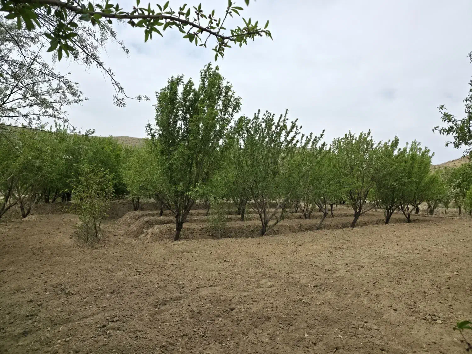 باغ بادام و سنجد در کنار اتوبان آذرشهر عجب شیر|فروش زمین و ملک کلنگی|آذرشهر, |دیوار