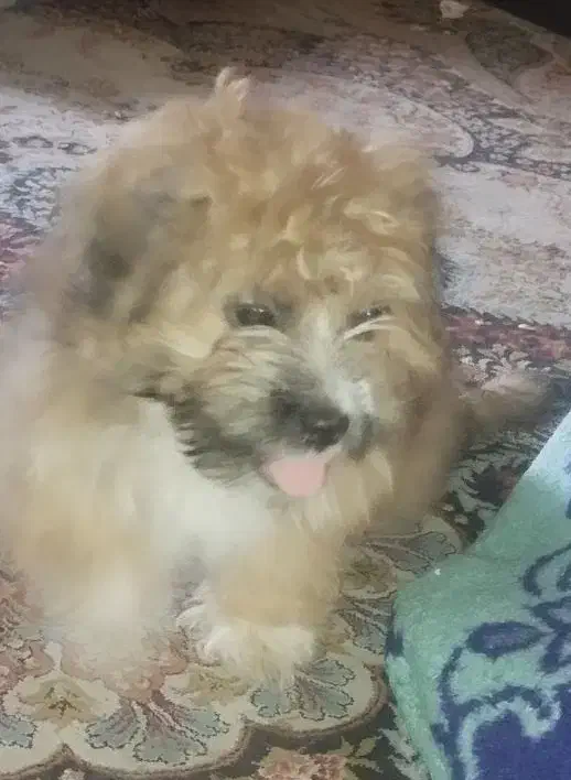 شیتزو خرسی|سگ|پاکدشت, پاکدشت (مامازند)|دیوار