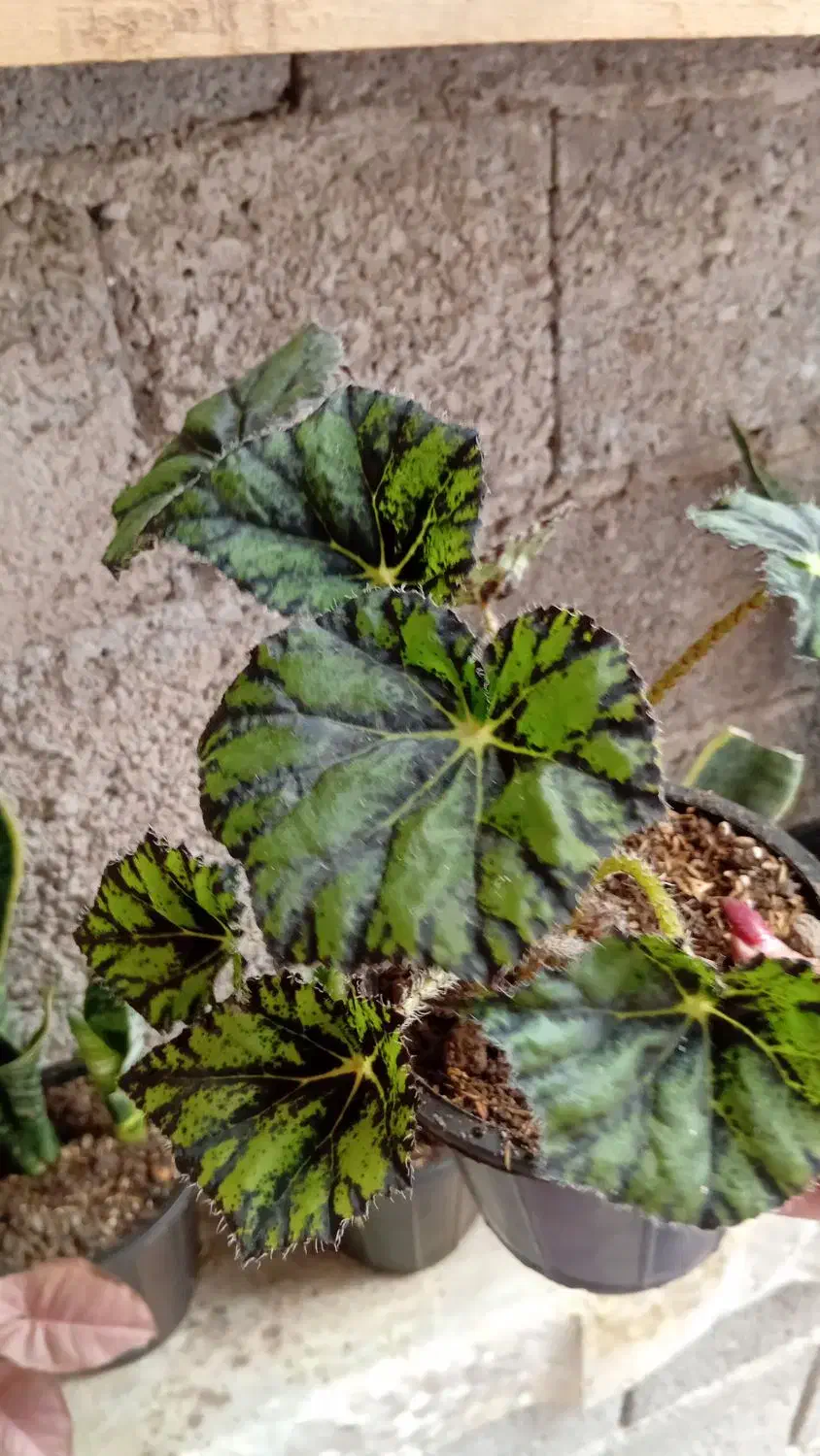 گل و گیاه|گل و گیاه طبیعی|رودسر, |دیوار