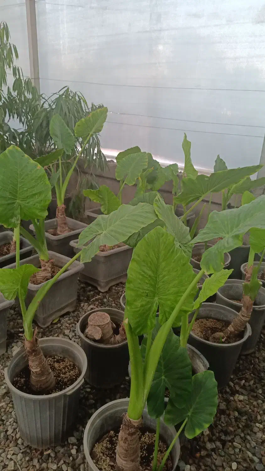 همکاری با نصفه کار گیاهان آپارتمانی در گلخانه|استخدام صنعتی، فنی، مهندسی|تهران, میدان میوه و تره‌بار مرکزی|دیوار