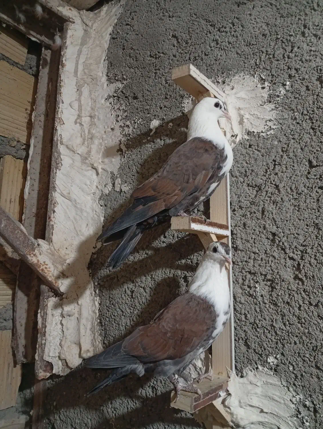 کبوتر کلاغ|پرنده|مشهد, شهرک مهرگان|دیوار