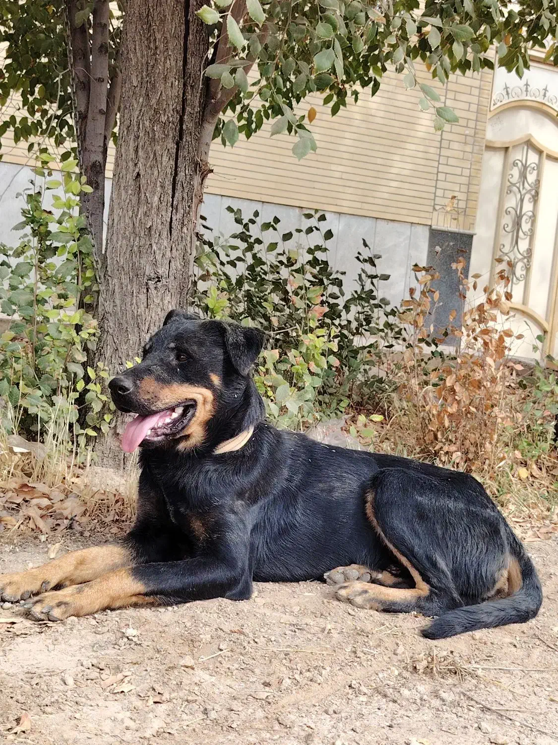 سگ روت وائلر|سگ|شهرضا, |دیوار