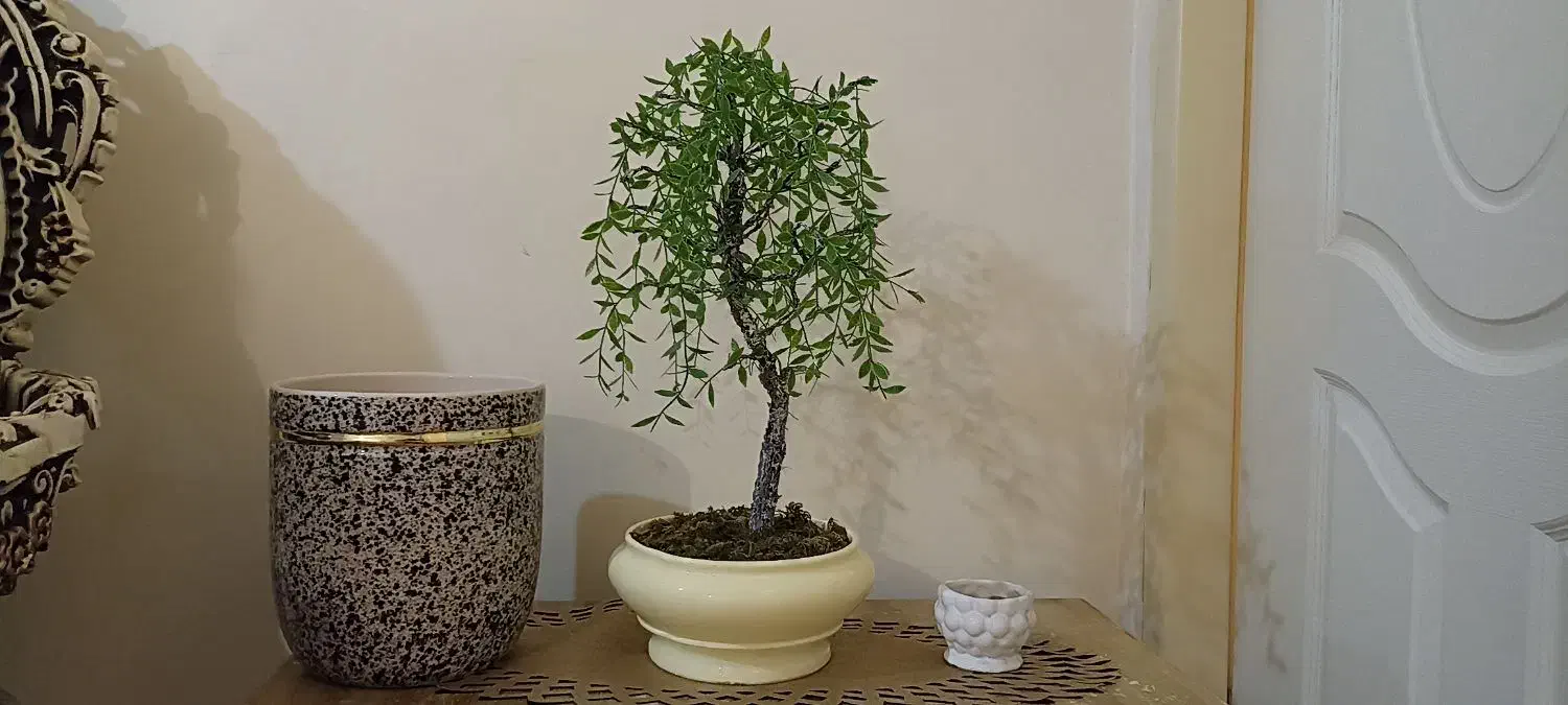 درخت زینتی|بدلیجات|تبریز, |دیوار