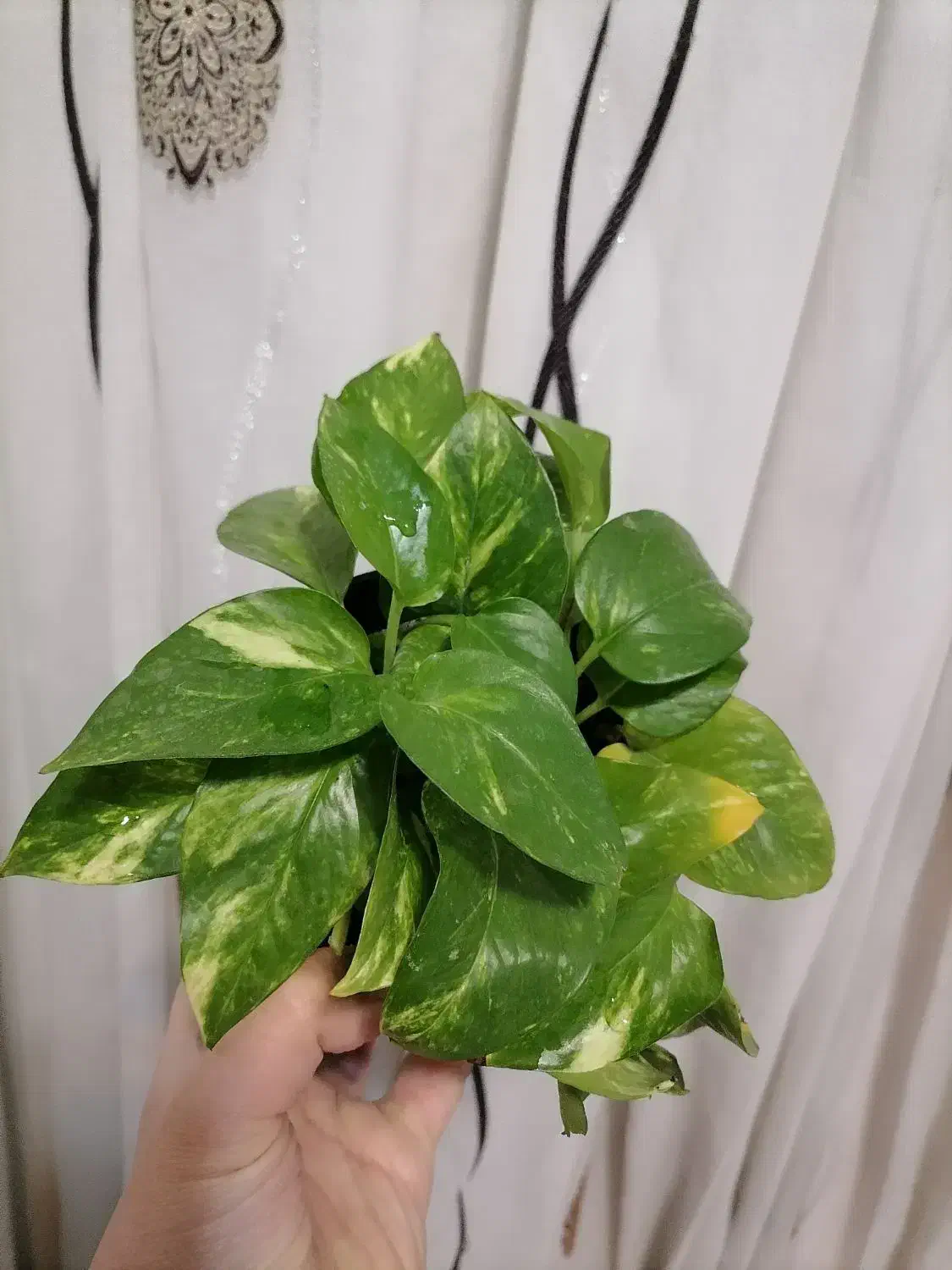 پتوس زعفرونی|گل و گیاه طبیعی|سبزوار, گلشن|دیوار