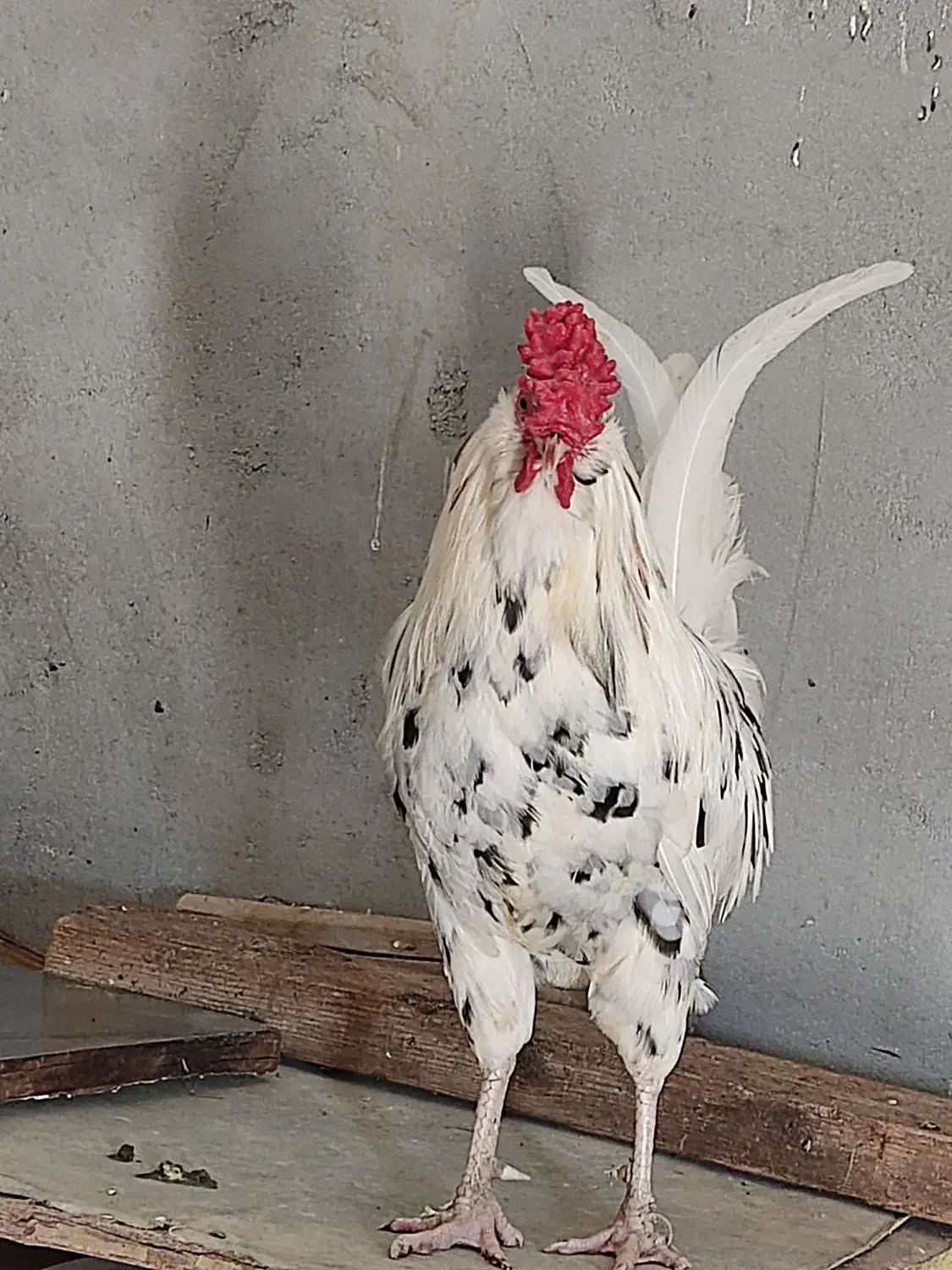 خروس|حیوانات مزرعه|اهواز, ۳۰ متری|دیوار