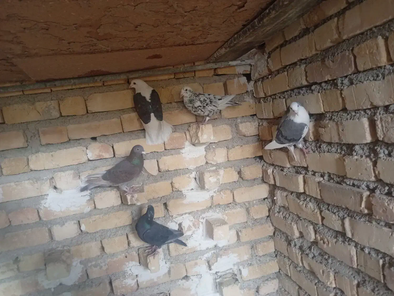 ماده پلاکی|پرنده|فراشبند, |دیوار