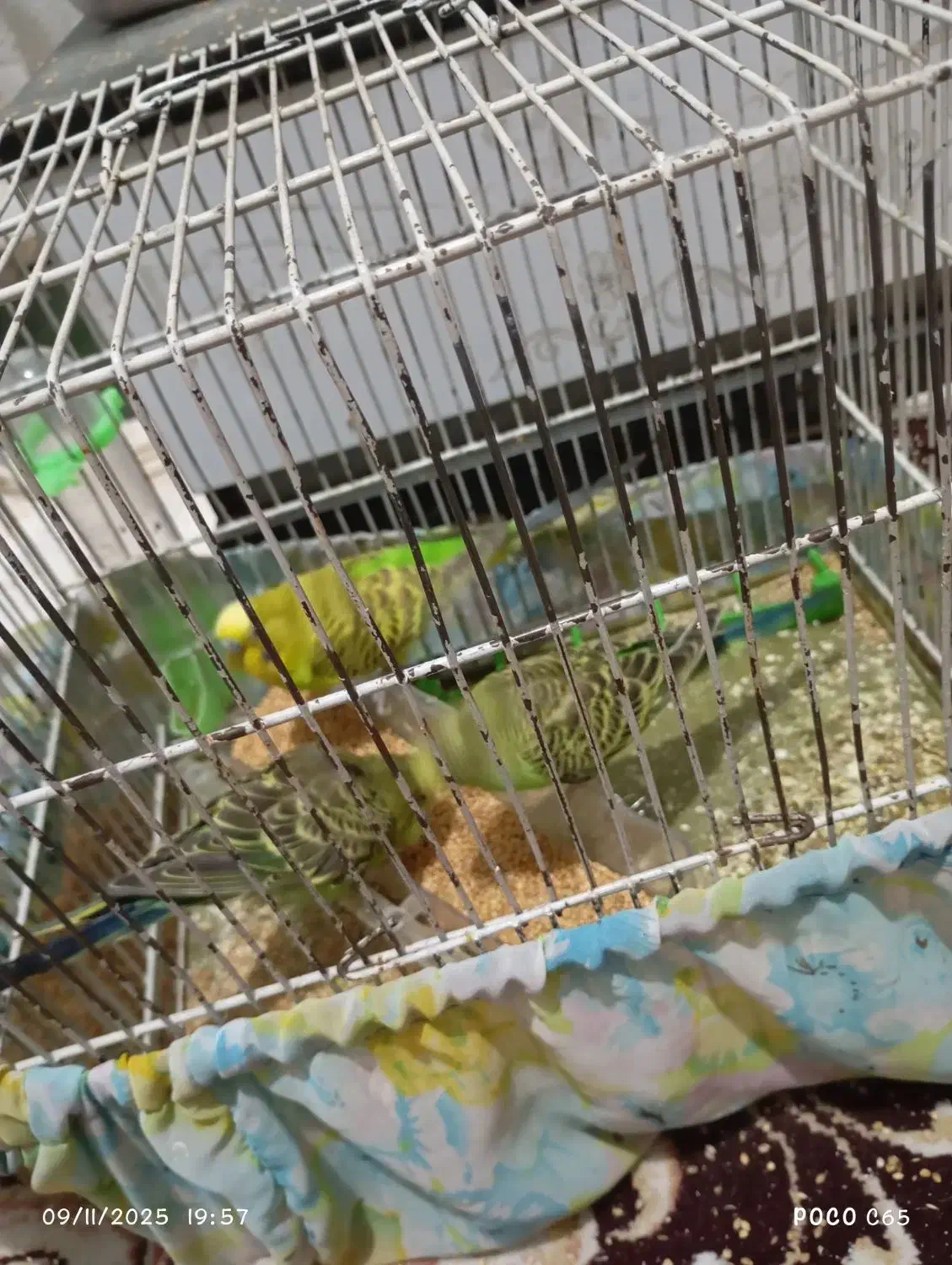 مرغ عشق|پرنده|محمدشهر, محمدشهر|دیوار