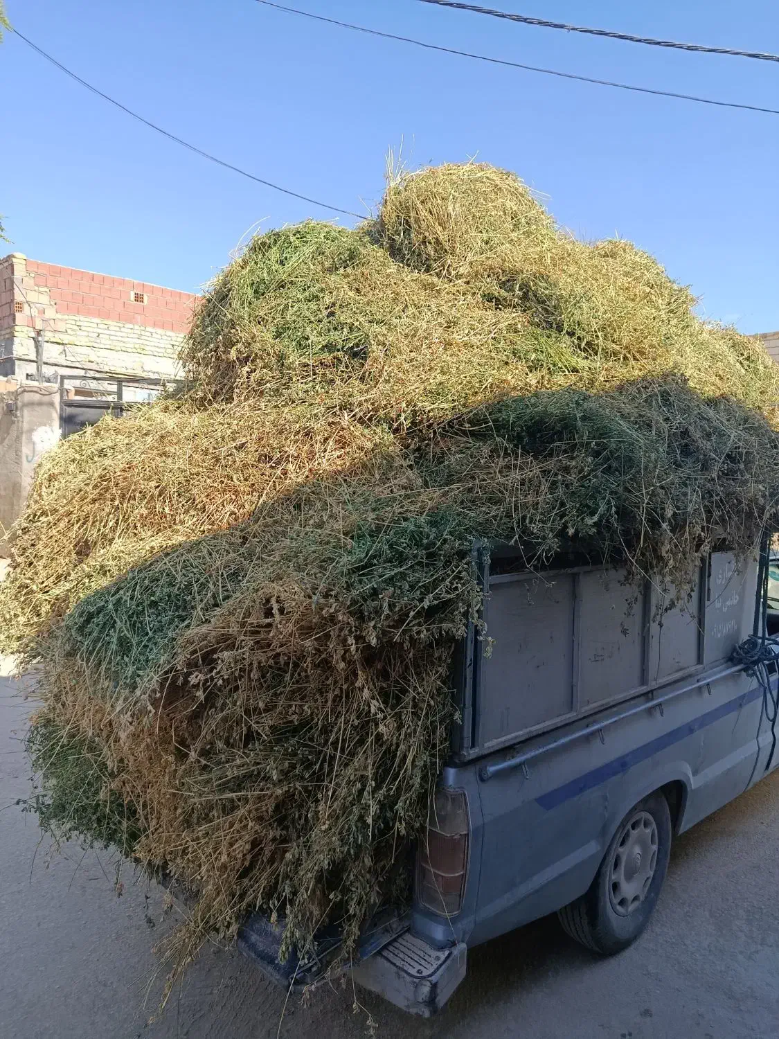 بیده یونجه|عمده‌فروشی|بجنورد, |دیوار