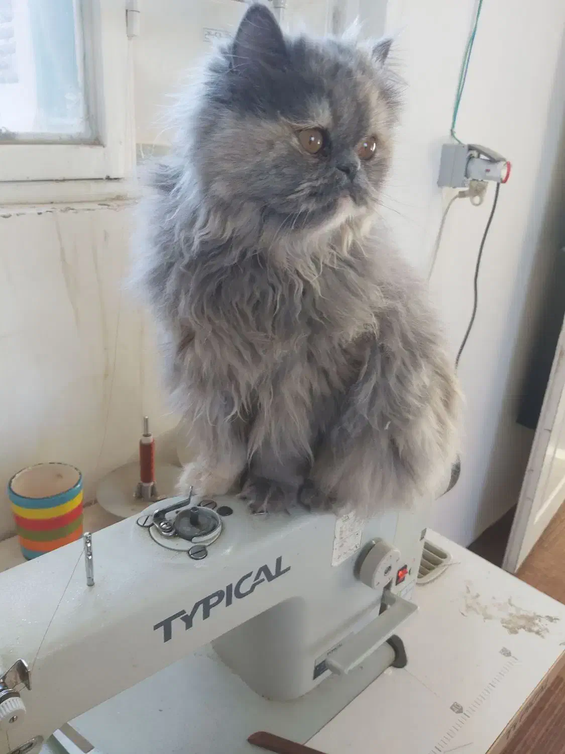 فروش گربه پرشین|گربه|تربت‌حیدریه, طالقانی|دیوار