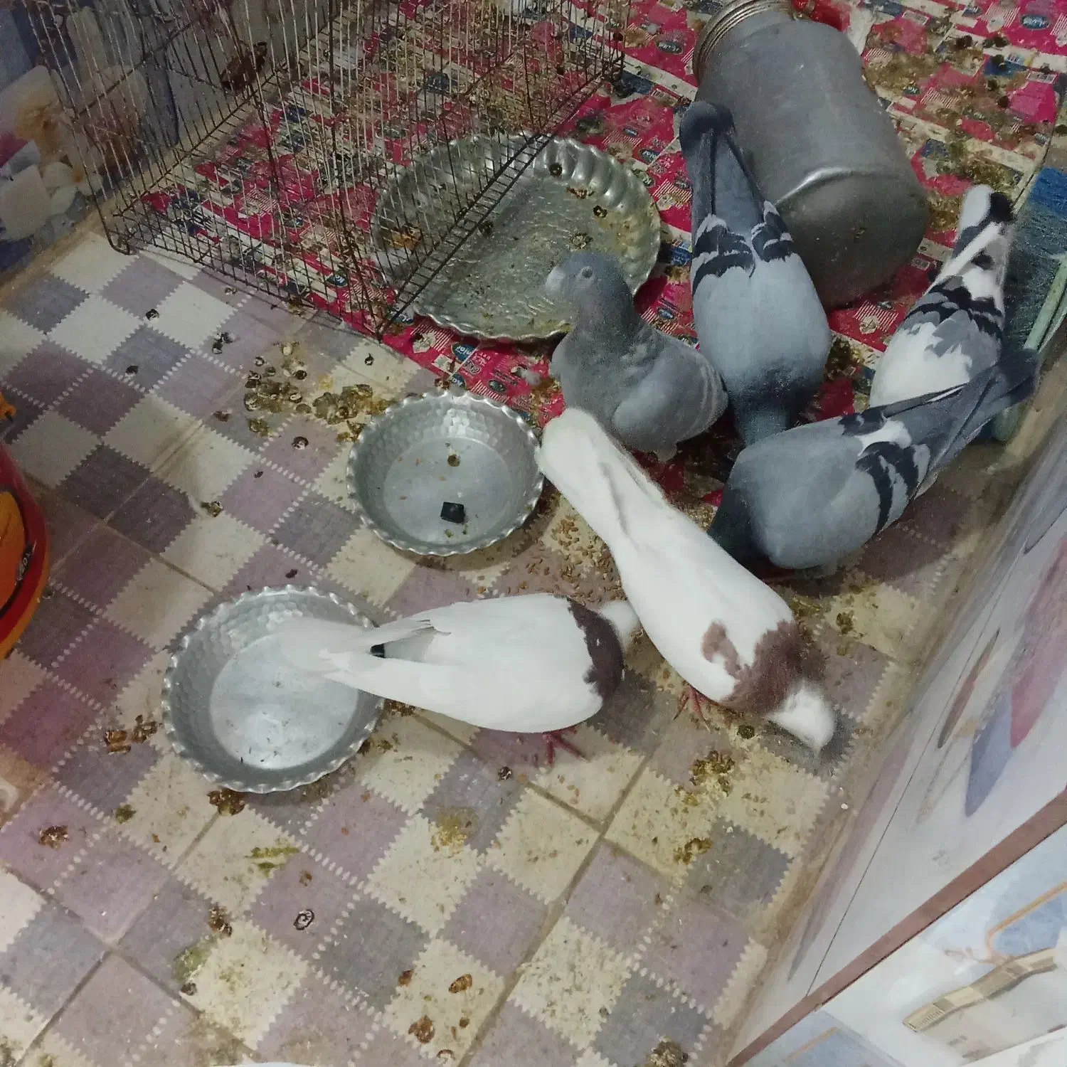 ۶بیرون شهری|پرنده|شیراز, شیخ علی چوپان|دیوار