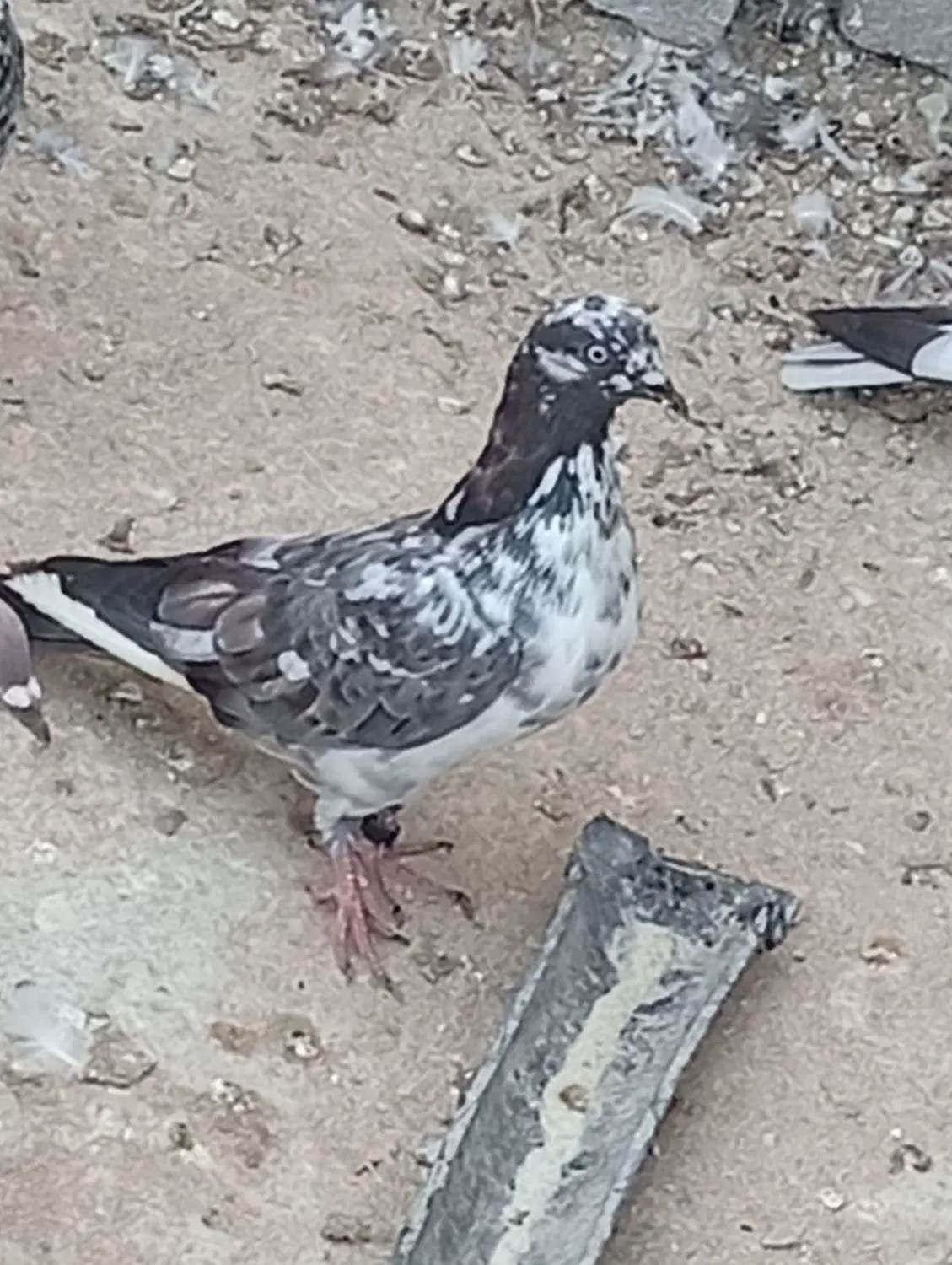گره|پرنده|قشم, |دیوار