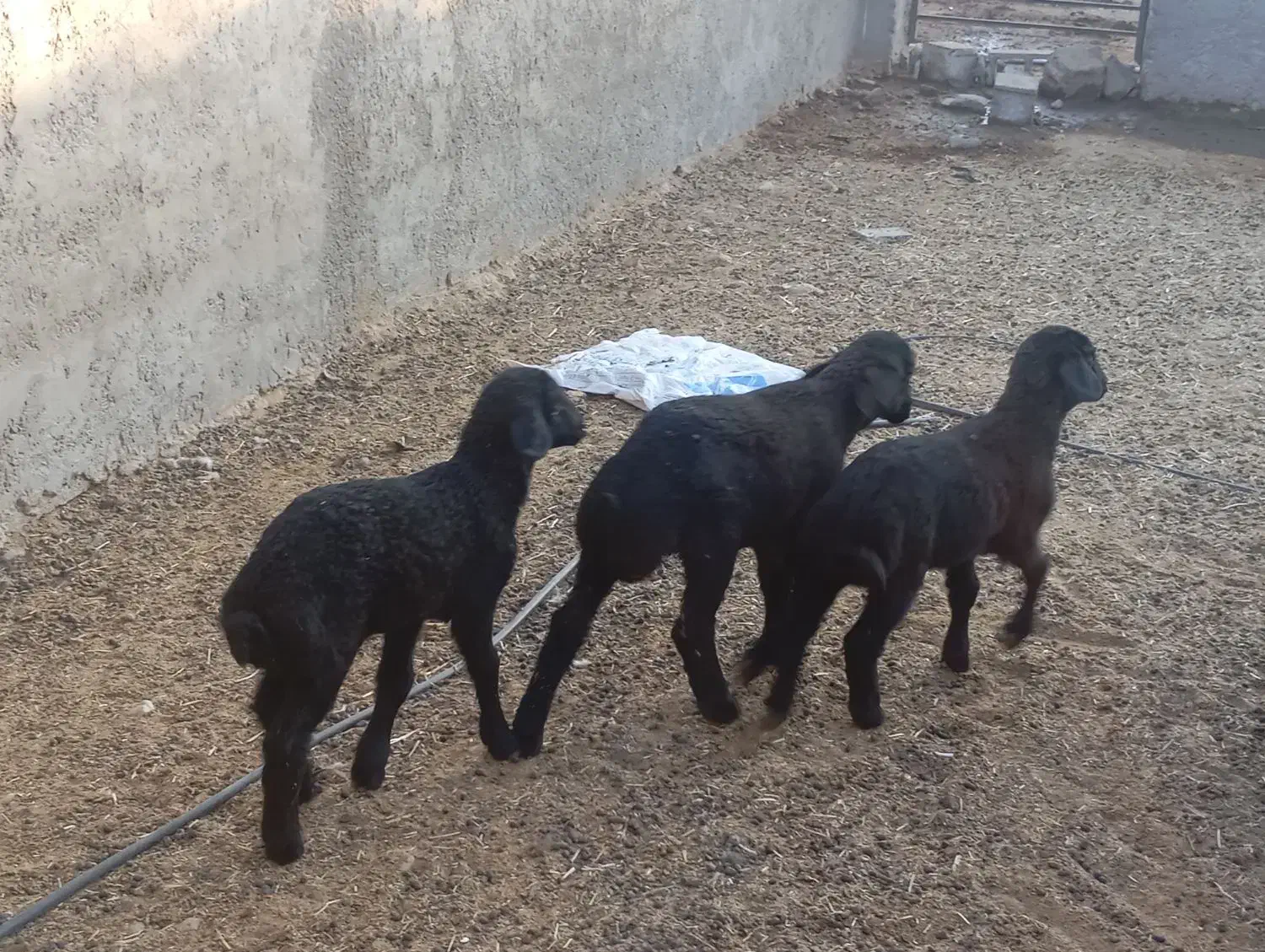 بره شیری و علف خور افشار|حیوانات مزرعه|شیراز, کوشک بیدک|دیوار