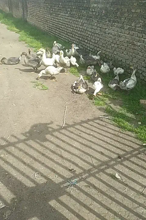 جوجه غاز|حیوانات مزرعه|بهشهر, |دیوار