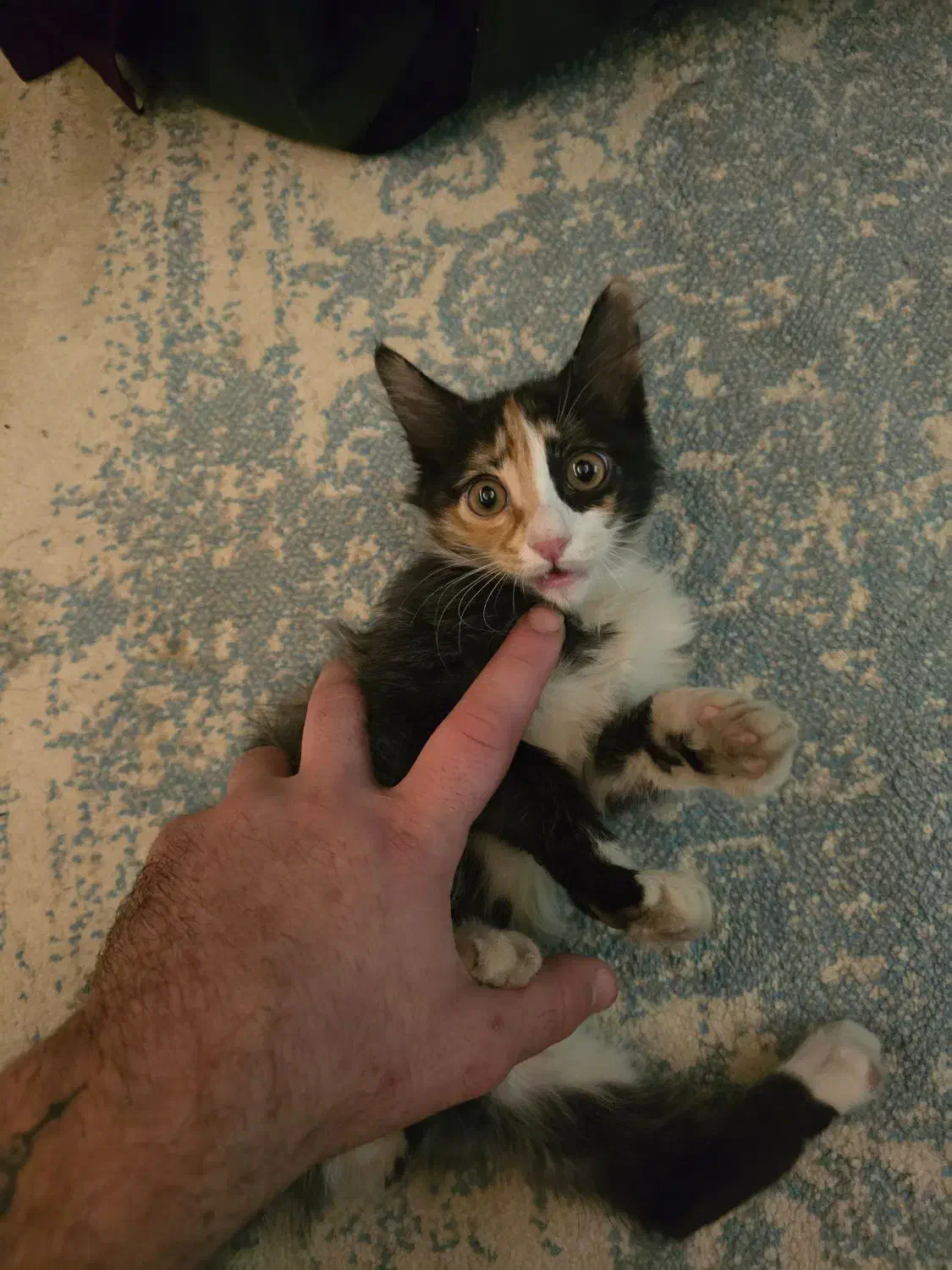 حیوان خانگی|گربه|تهران, تختی|دیوار