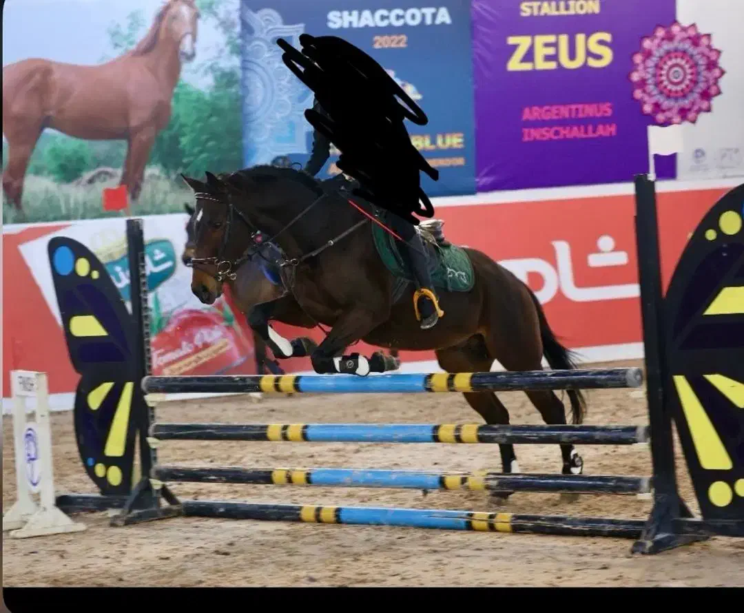 اسب تروبرد کورس پرش|اسب و تجهیزات اسب‌سواری|باقرشهر, |دیوار