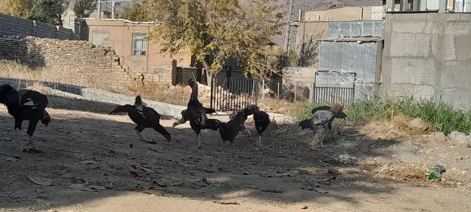 خروس لاری|حیوانات مزرعه|ننور, |دیوار