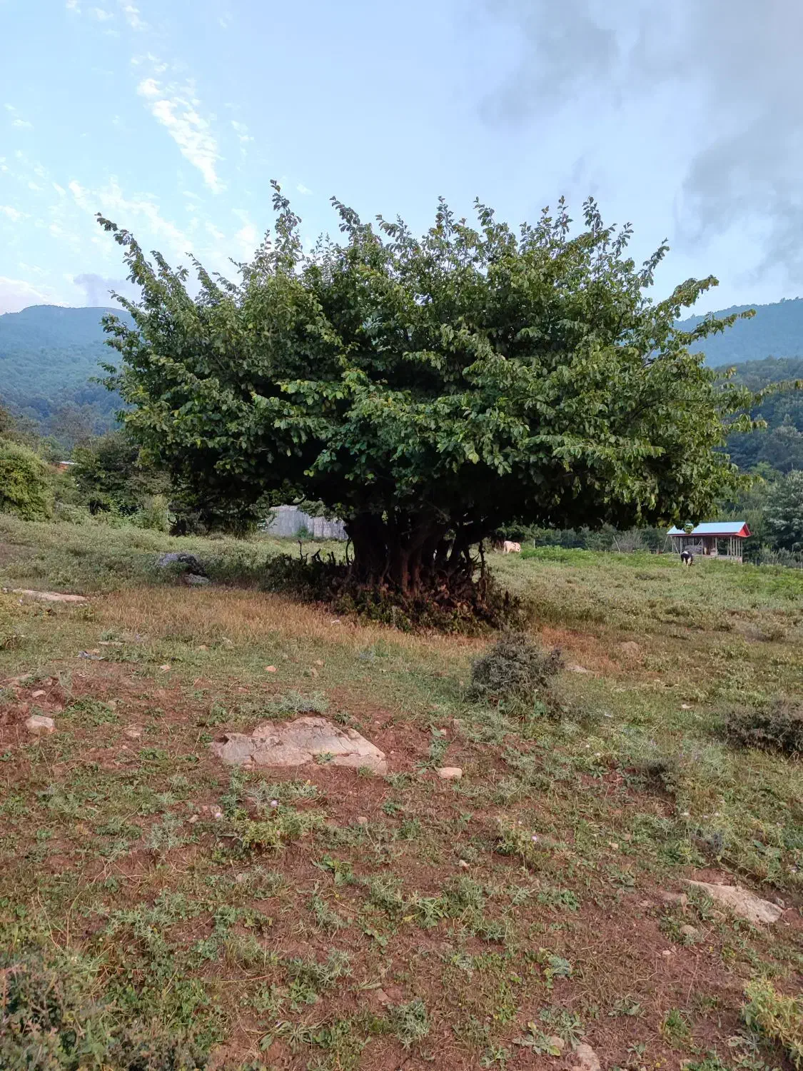 زمین مسکونی توی بافت روستا،واقع درروستای بالاچلی|فروش زمین و ملک کلنگی|فاضل آباد, |دیوار