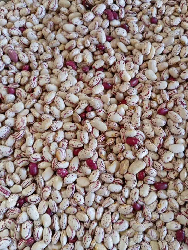 انواع لوبیا و حبوبات|خوردنی و آشامیدنی|ایلام, |دیوار