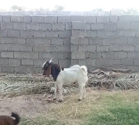 نری پاکستانی|حیوانات مزرعه|بم, |دیوار