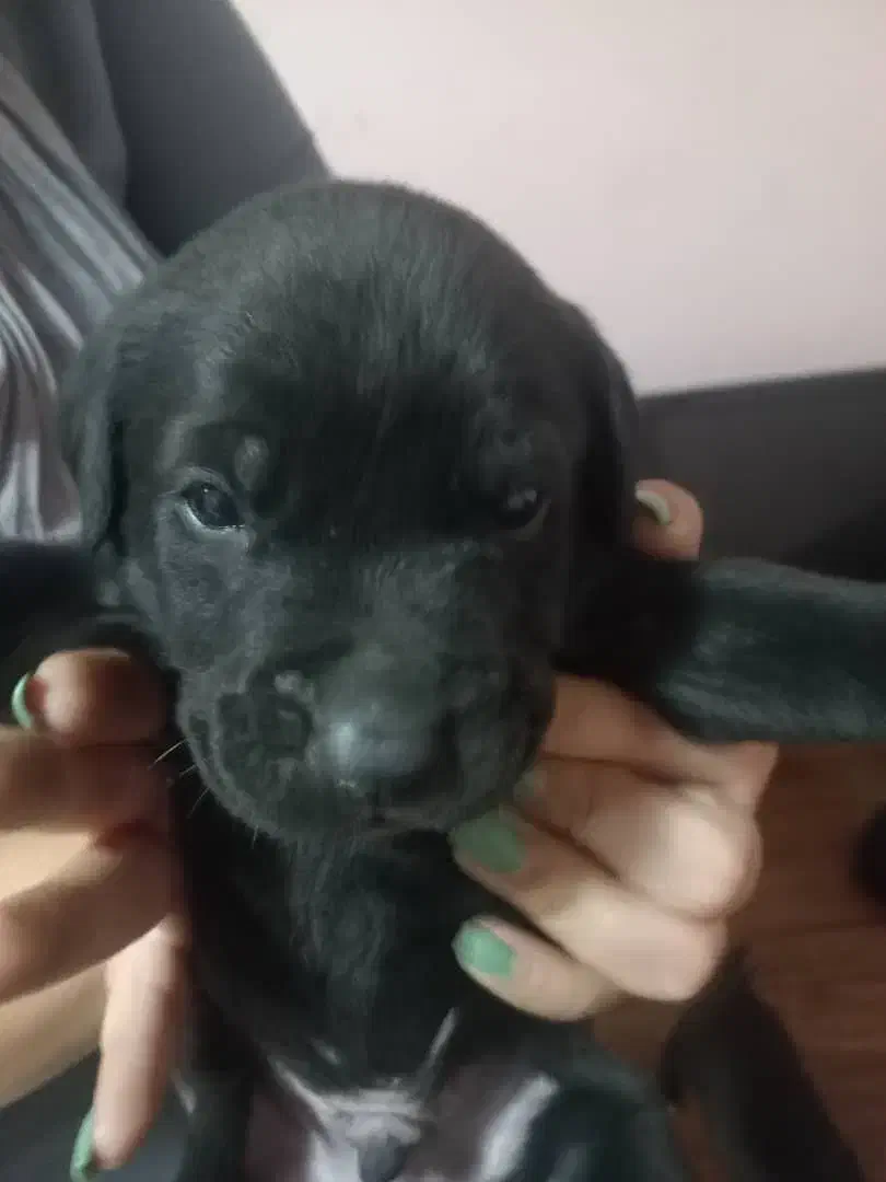 توله سگ پیتبول|سگ|پاکدشت, خاتون آباد|دیوار