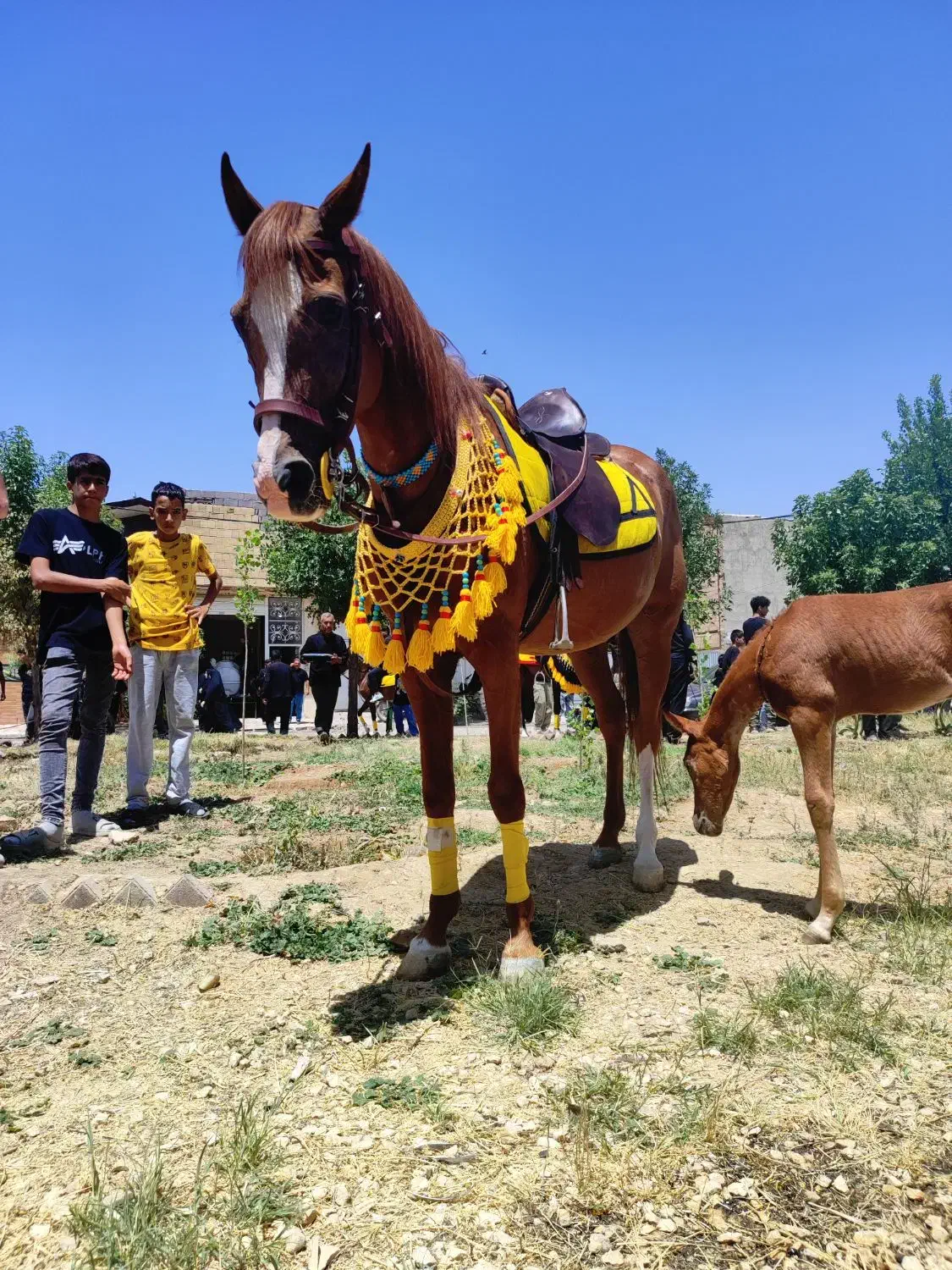 مادیان|اسب و تجهیزات اسبسواری|کبودرآهنگ, |دیوار