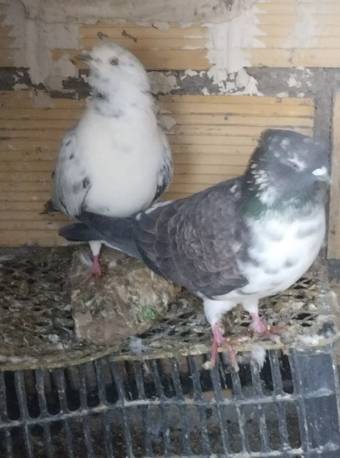 دوعدد کبوتر پرشی|پرنده|قیدار, |دیوار