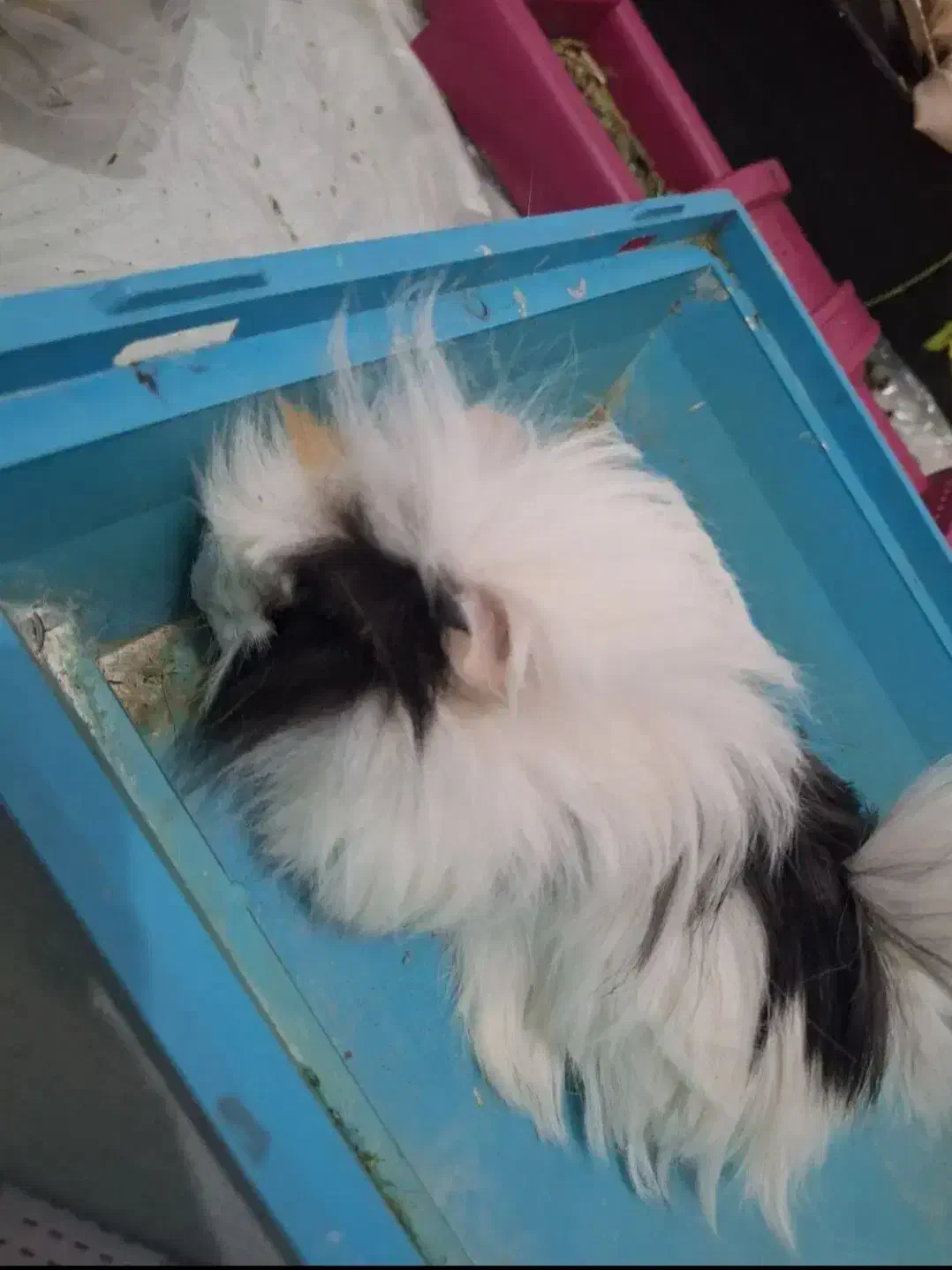 خوکچه هندی  ۴تا ماده و یک نر|موش و خرگوش|شهریار, شهریار|دیوار