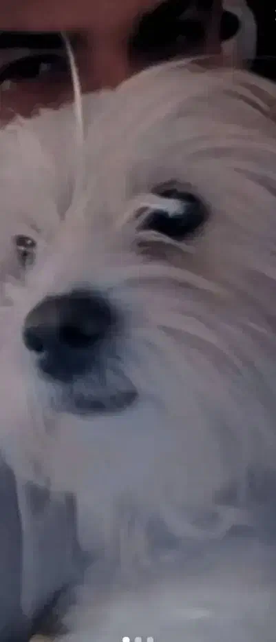 سگ شیتزو کوچولو|سگ|فولادشهر, مسکن مهر فولادشهر|دیوار