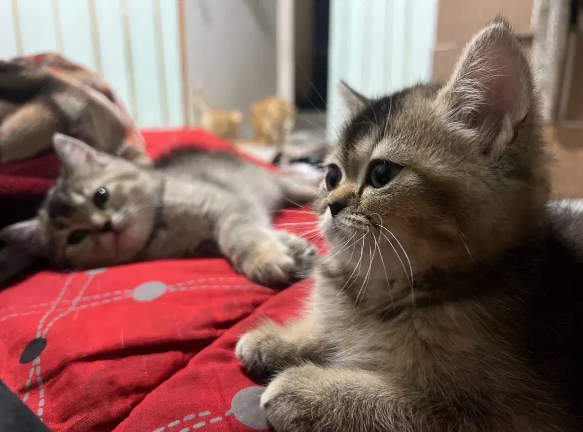 فروش گربه پرشین اسکاتیش|گربه|بندرعباس, |دیوار