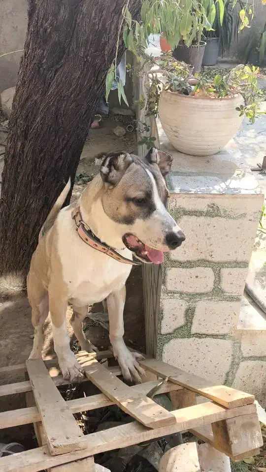 سگ سراب افغان|سگ|خفر, |دیوار