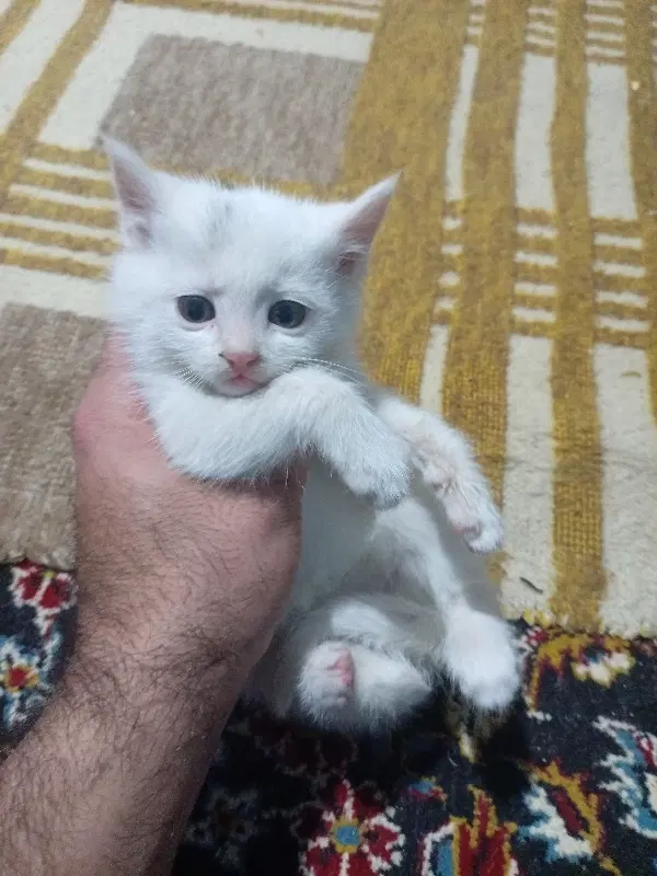 بچه گربه|گربه|سبزوار, قاضی زاد|دیوار