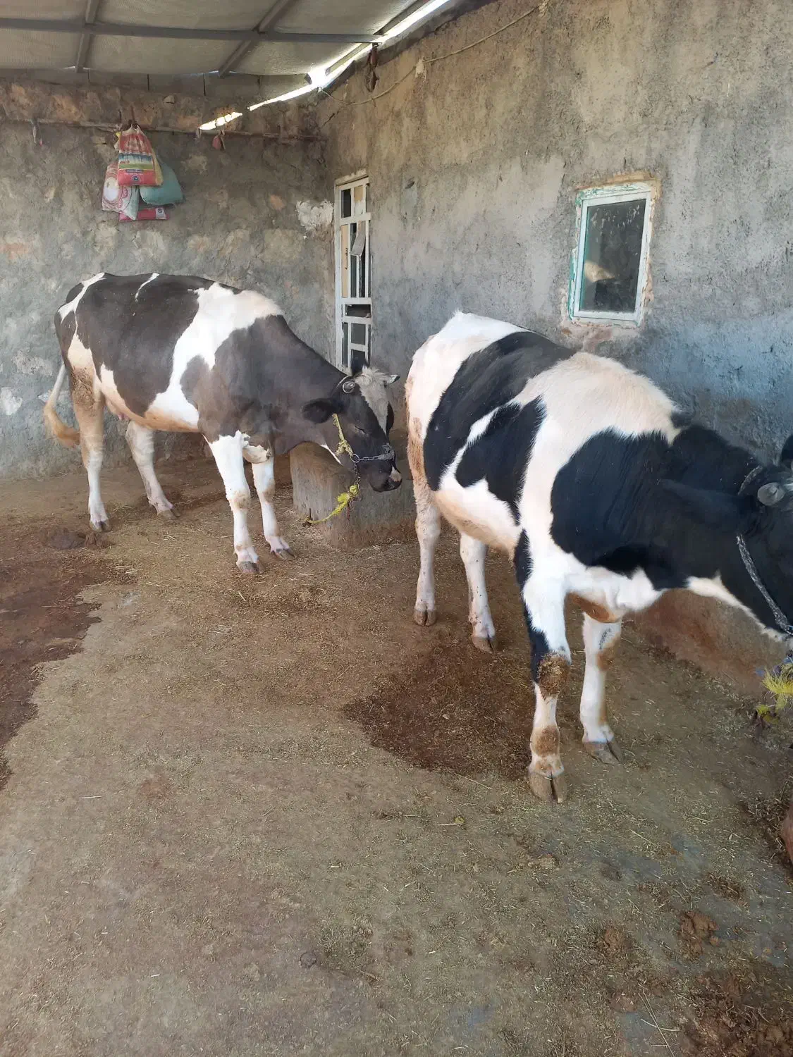 یک عدد نوبر ویک عدد گوساله تمام پروار|حیوانات مزرعه|رومشکان, |دیوار