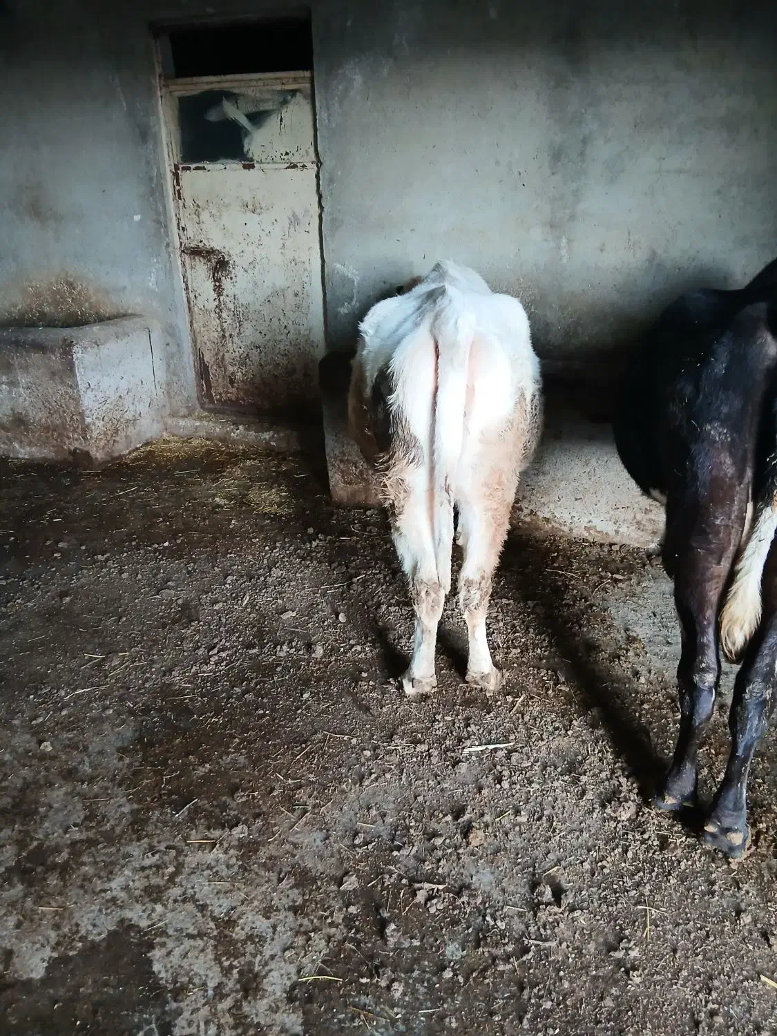 گاو|حیوانات مزرعه|ثمرین, |دیوار