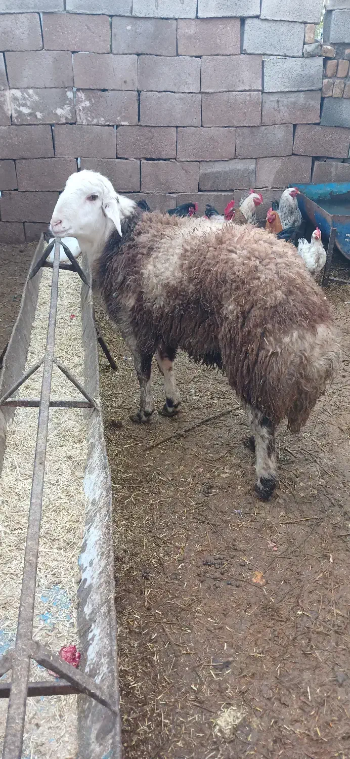 بره قوچی بروجردی|حیوانات مزرعه|زاوه, |دیوار