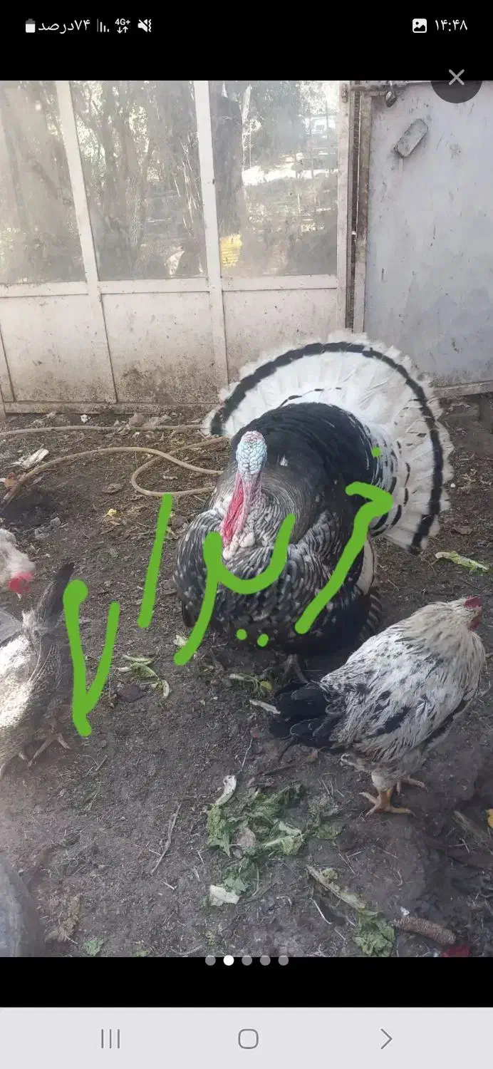 بوقلمون نر 2سال محلی|حیوانات مزرعه|بانه, |دیوار