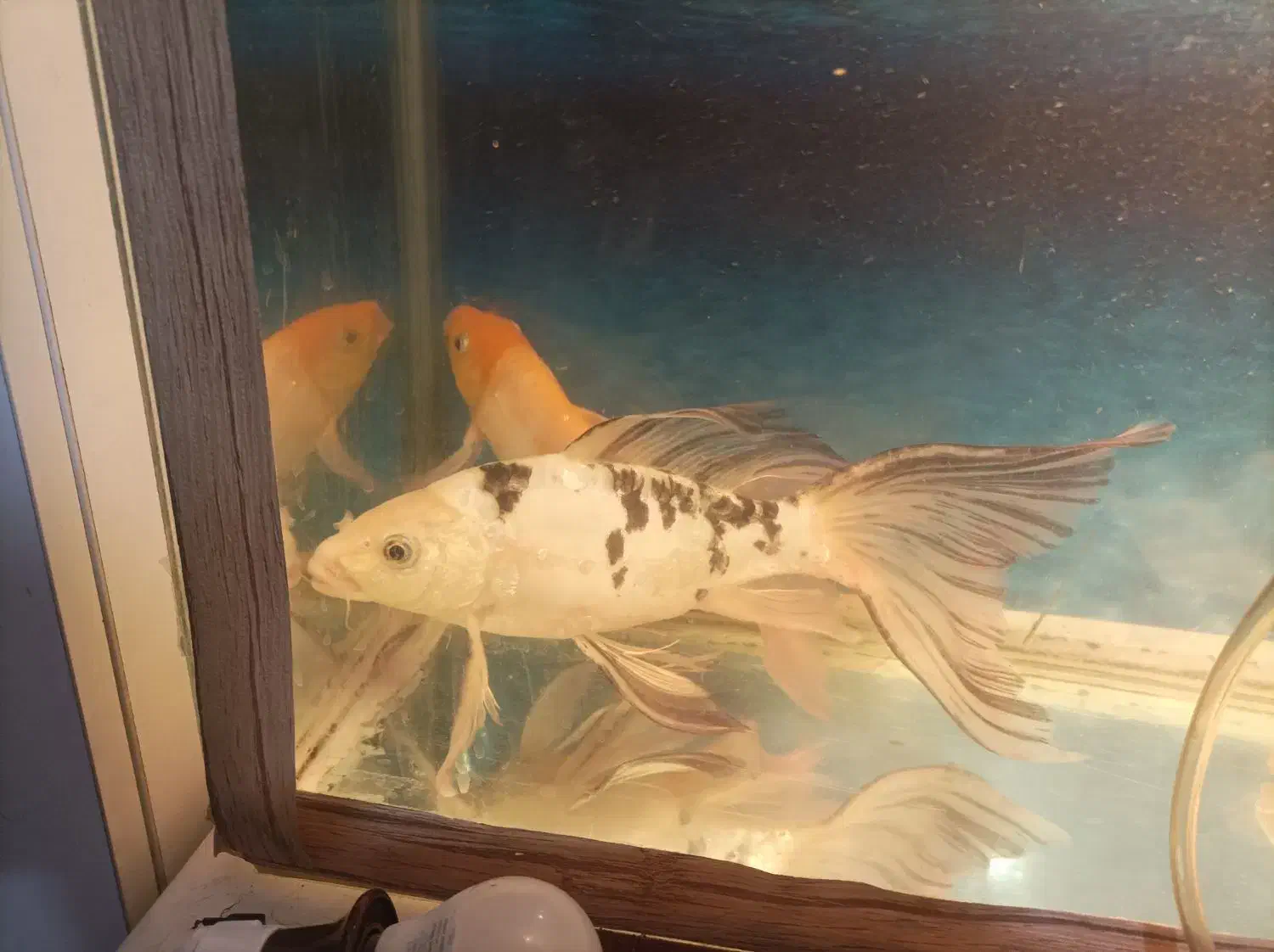 دوعدد ماهی کوی پوست چرم و باله بلند|ماهی|مشهد, حضرت حجت|دیوار