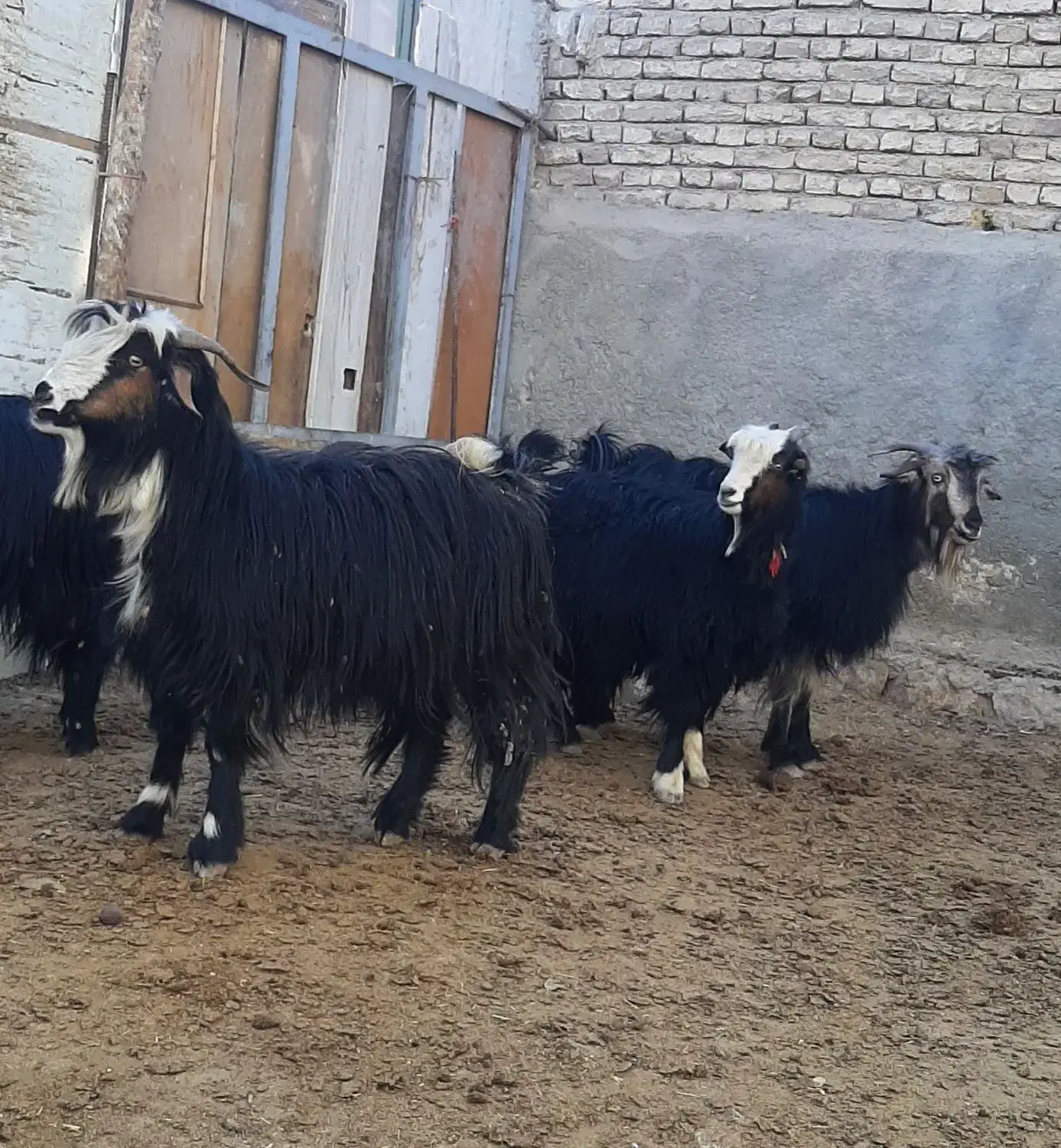 بزغاله و چپش میش بره بز|حیوانات مزرعه|شهرکرد, |دیوار