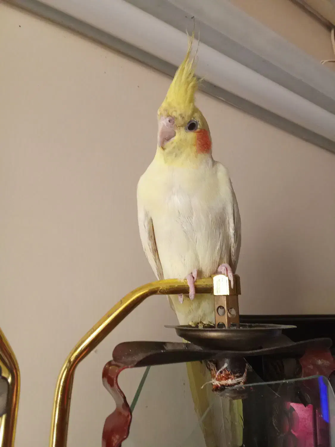 عروس هلندی|پرنده|شاهین‌شهر, اقبال لاهوری|دیوار