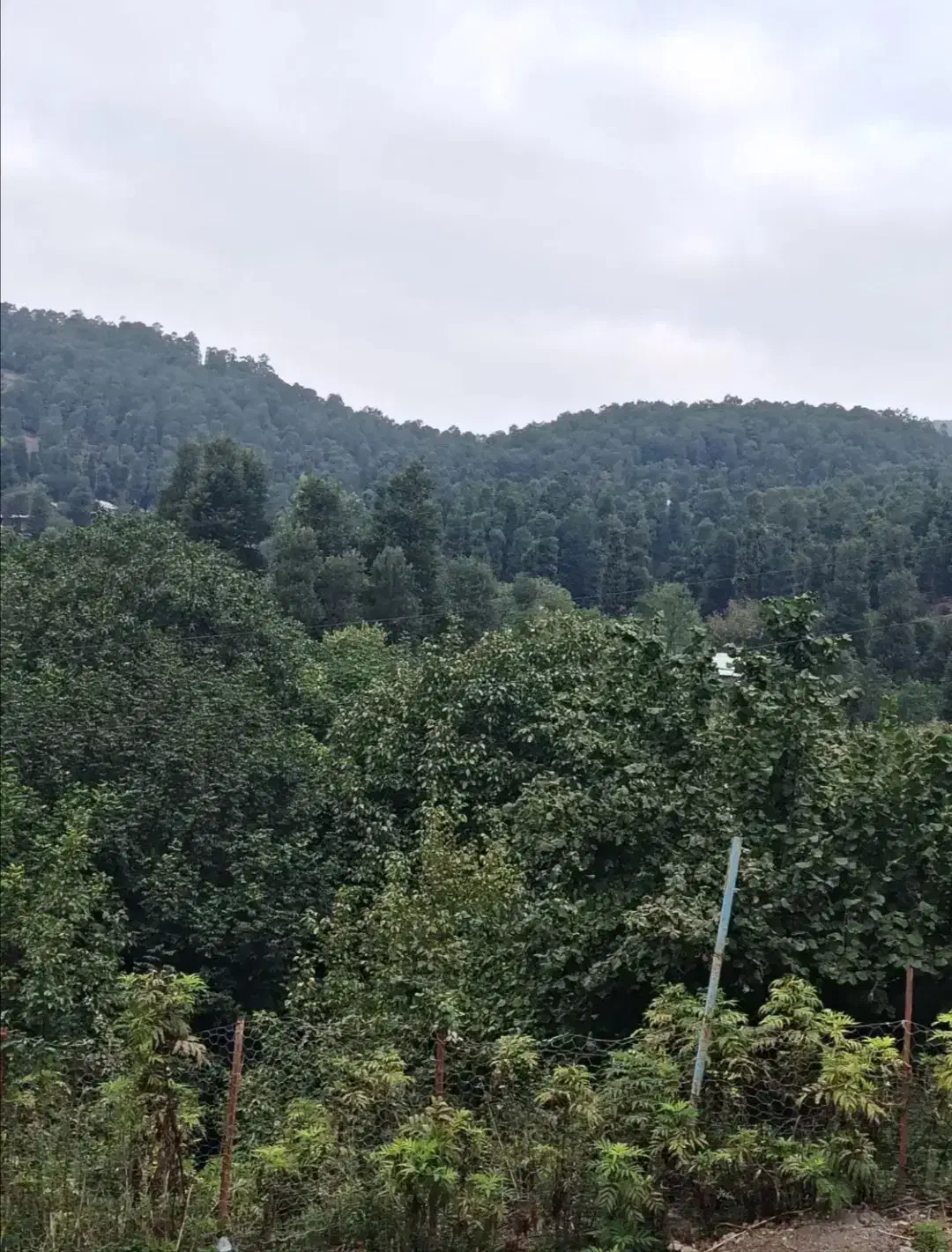 جاخونه  جلال آباد|فروش زمین و ملک کلنگی|نجف‌آباد, جلال آباد|دیوار