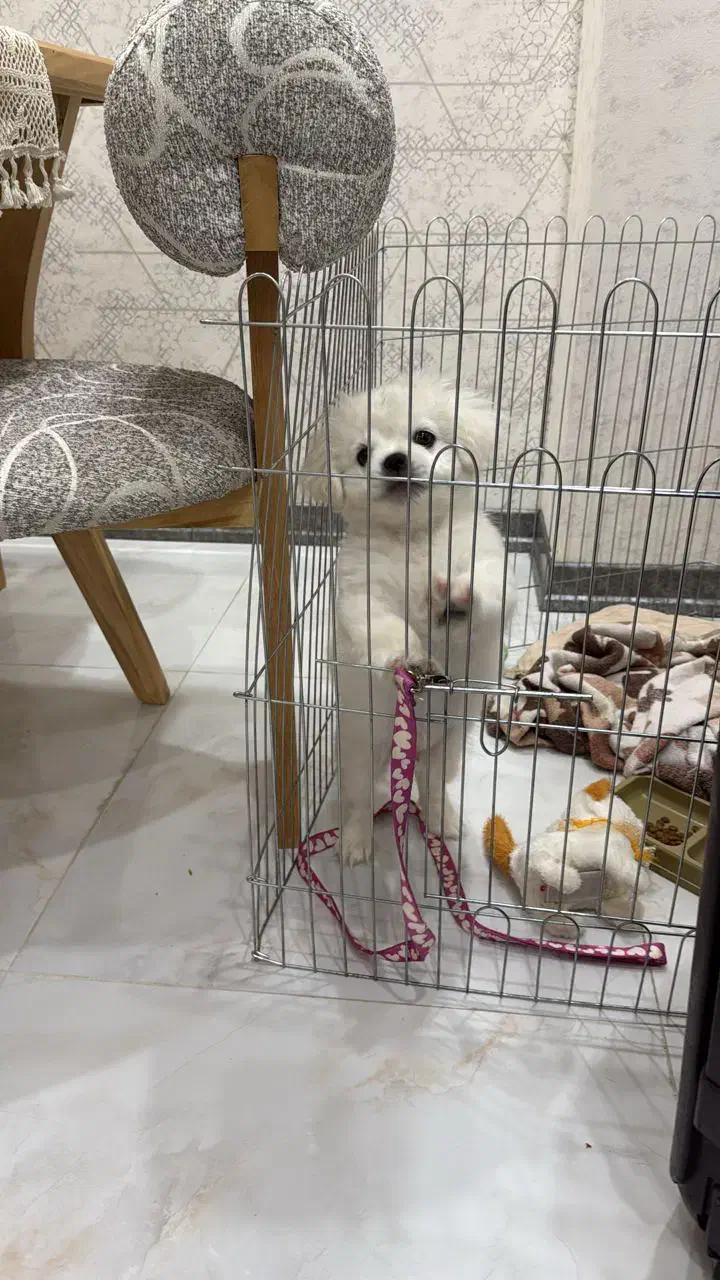 سگ/میکس شیتزو و مالتیز/حدود سه ماه|سگ|محمدشهر, محمدشهر|دیوار