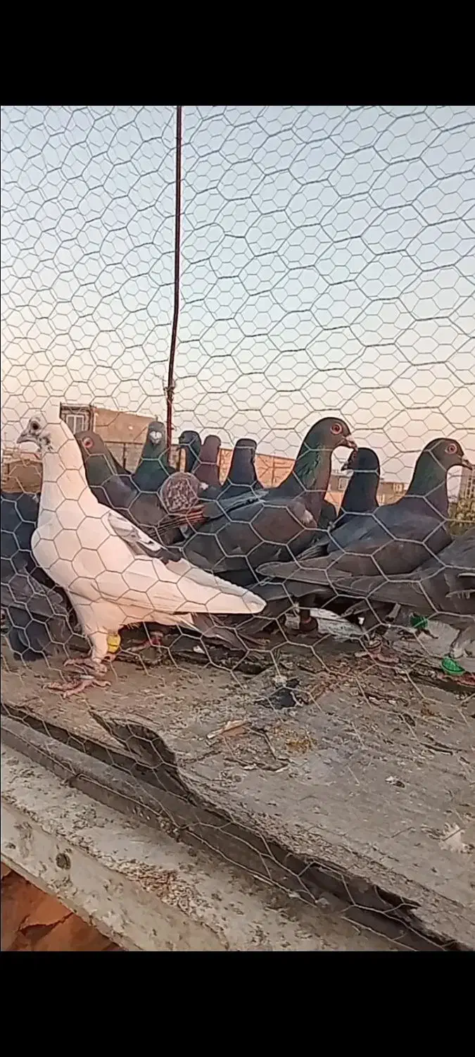 کف زربه|پرنده|سبزوار, عارف|دیوار