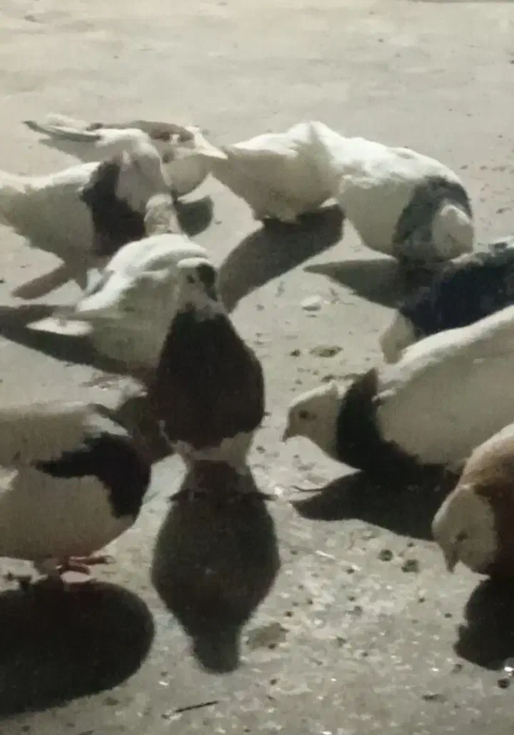 تعدادی کفتر طوقی فروشی|پرنده|سبزوار, شهرک ابوذر|دیوار