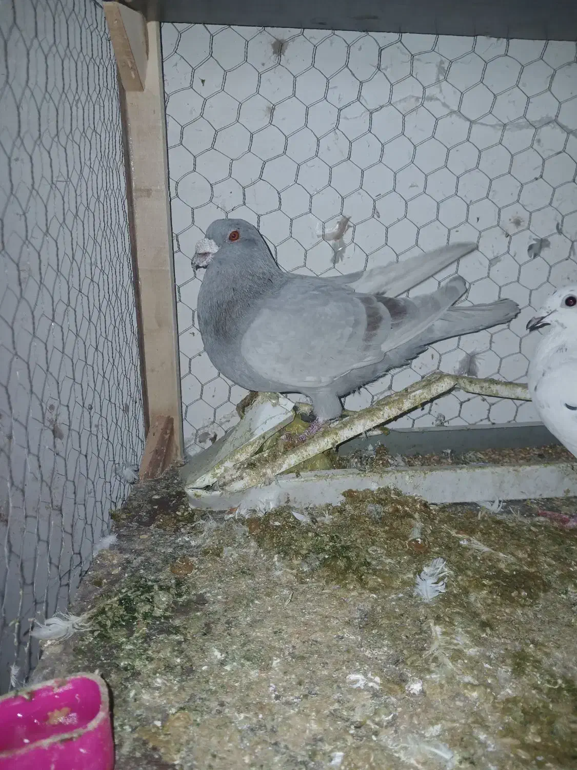 اوغون|پرنده|مشهد, شهید معقول|دیوار