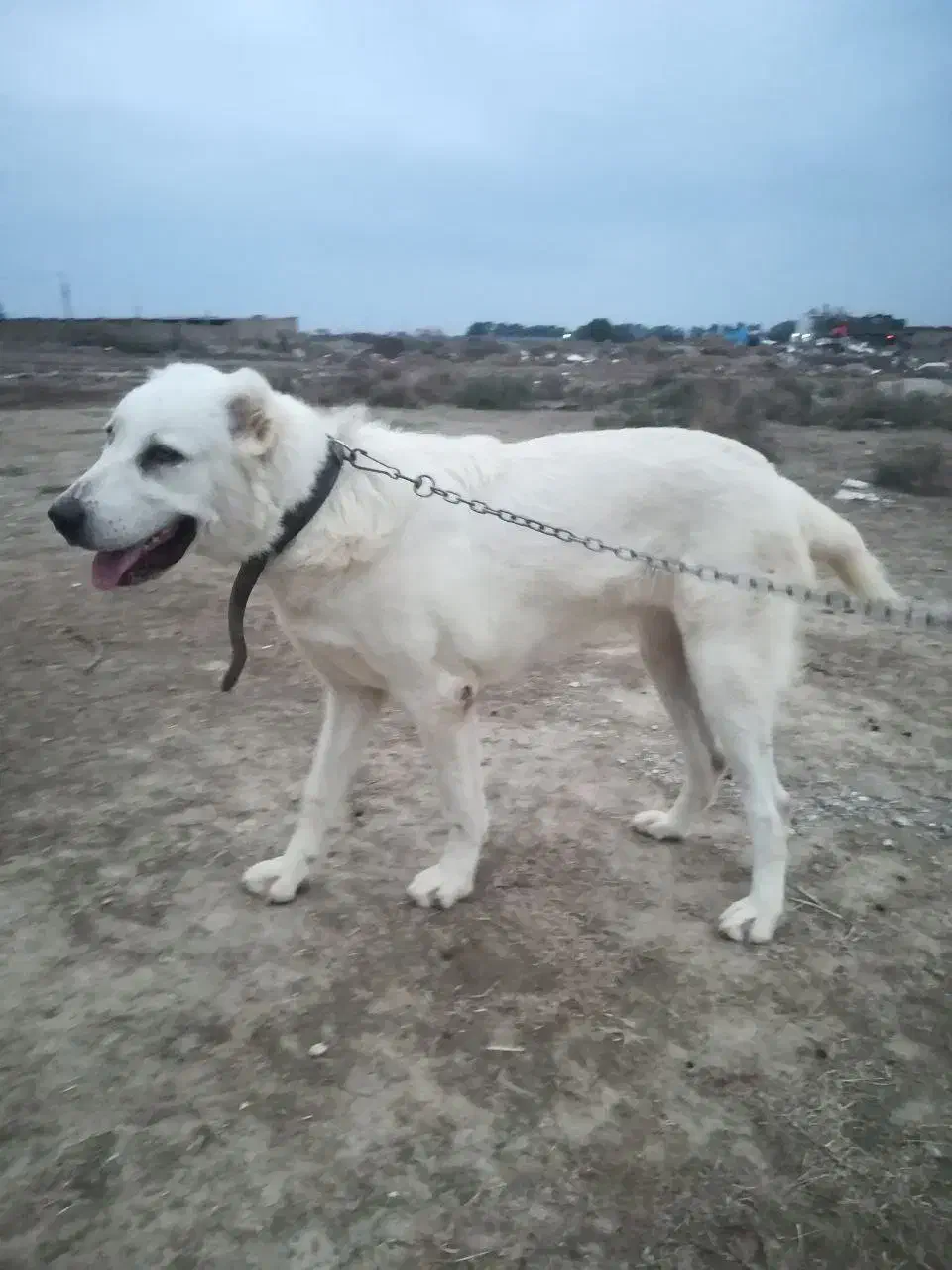 سگ گمشده|حیوانات|گنبد کاووس, |دیوار