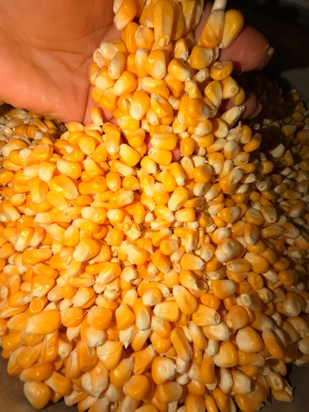 ذرت|خوردنی و آشامیدنی|کرج, خلج آباد|دیوار