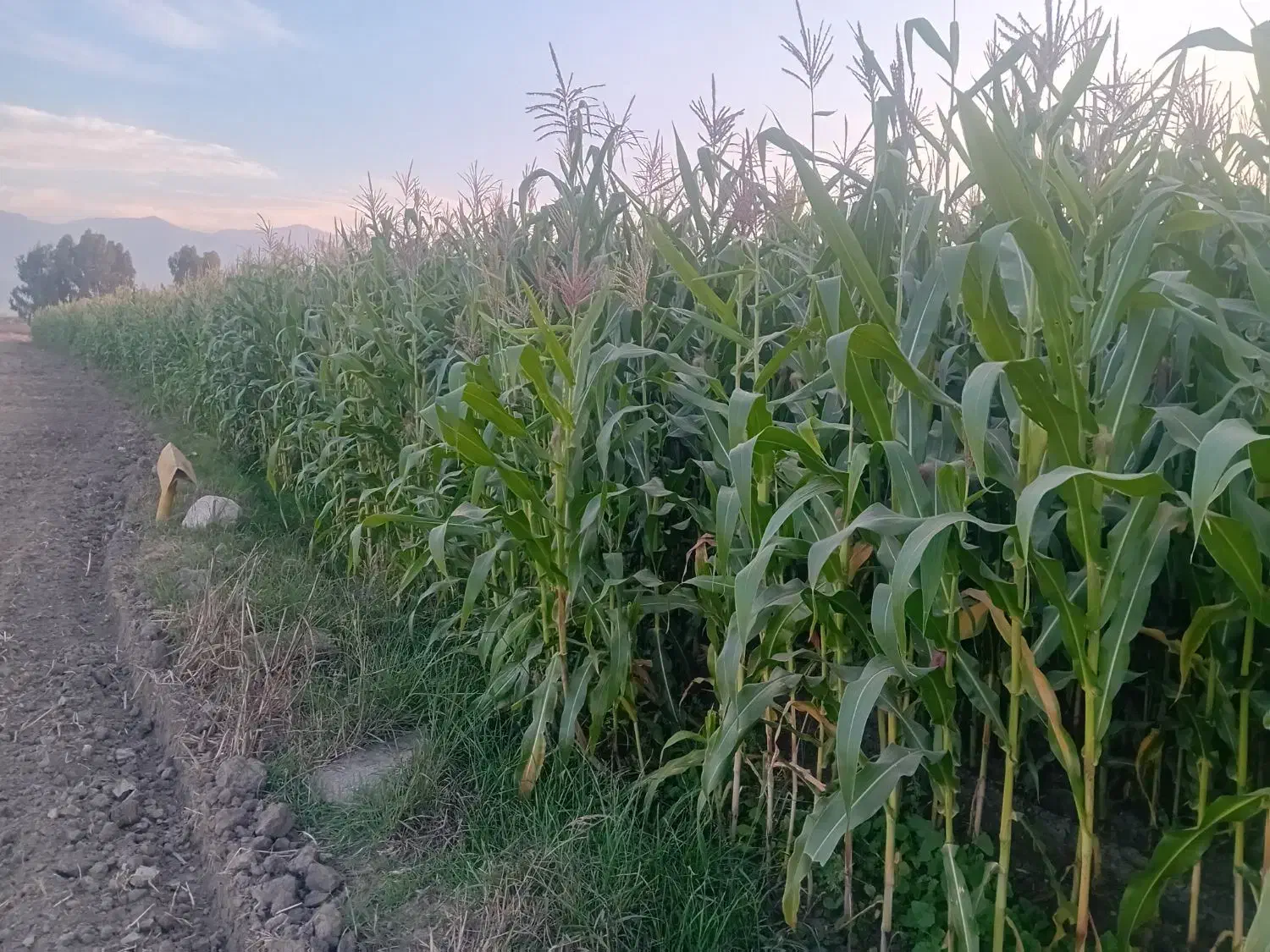 ذرت علوفه ای|عمدهفروشی|سرخنکلاته, |دیوار