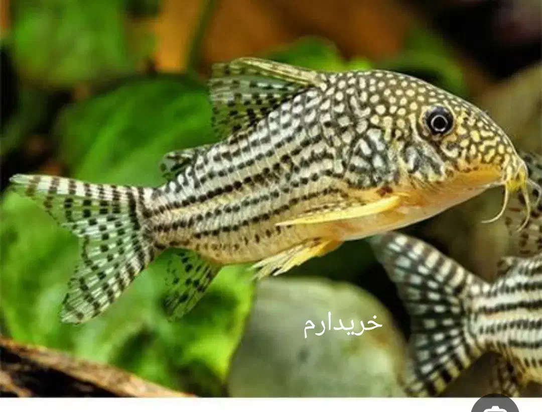 ماهی کوریدوراس استربای|ماهی|اهر, |دیوار